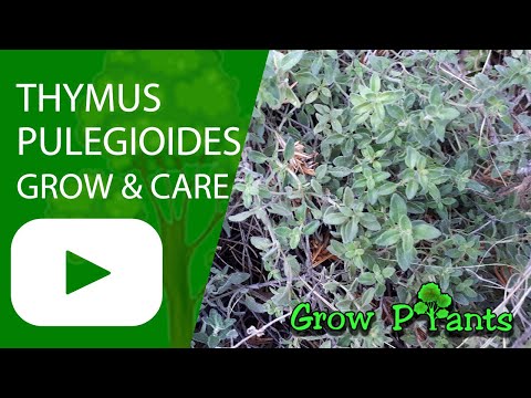Thymus pulegioides - grow, care & harvest (Lemon thyme)