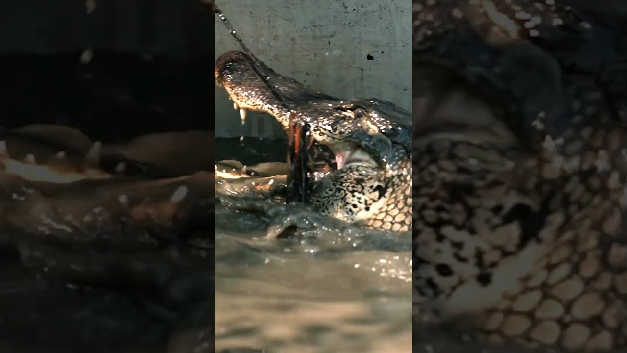 Cueball Goes Hunting! | Swamp People | #Shorts