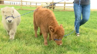 Meet Sterling and Cinnamon, two unique micro-miniature cows at Cherry Crest Adventure Farm