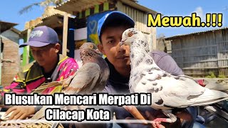 Blusukan Cari Merpati Tinggian Nitik Di Kota Cilacap‼️