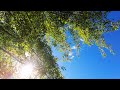 🌅 Sun-Kissed Summer Dreams | Calming 4K Nature for Meditation &amp; Sleep  #studyambience
