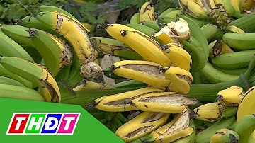 700 buồng chuối tiêu hồng nghi bị phun thuốc ép chín | THDT