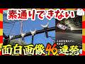 【🔥爆笑】思わず立ち止まって見たくなってしまう面白画像&映像集!