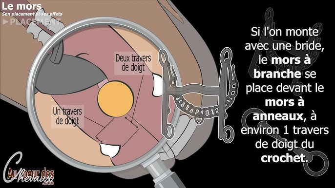 les différentes parties de la tete  Tout sur les chevaux, Anatomie du  cheval, Cheval empaillé