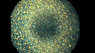 Movie: Zebrafish embryonic development at single cell resolution