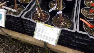 Quick video of Raintree Nursery Tree Unboxing Raintree Nursery Cummins Nursery