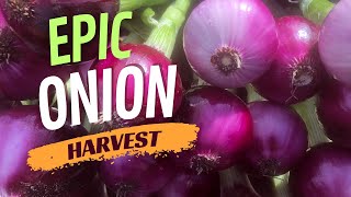 Epic Onion Harvest