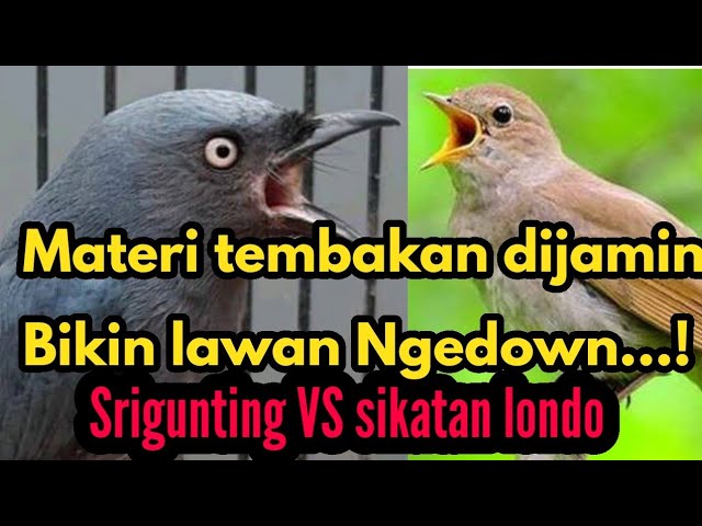 JARANG ADA ..‼️Masteran seampuh ini untuk burung-burung Lomba Bikin lawan Nyublek... class=