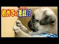 《超ブサかわパグ動画》うちのパグ 我が家に来て数時間後にはイタズラをしていました(笑)『おまめ日記』