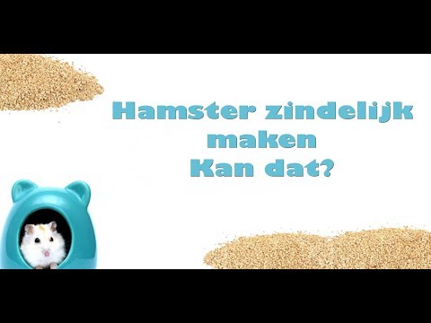 Video: Hoe Je Hamster Zindelijk Te Maken