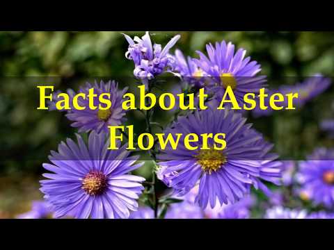 Video: Asters (74 Photos): What Do The Leaves Of Perennial Flowers Look Like? Names Of Species Of Herbaceous Plants For Open Ground. Autumn And Other Asters For Flower Beds