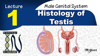 1c-Histology of Testis part3-Sertoli and Leydig cells-Male genital system