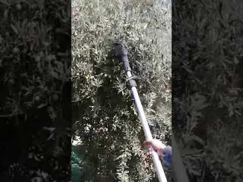 افضل ماكينة قطف زيتون ايطالية من شركة تكنولوجيا الزيتون الزراعية 0785359312