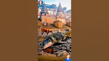 cuộc giải cứu chú cá heo bị mắc cạn nhờ chú chó thông minh #thegioidongvat #shortvideo #shosrts