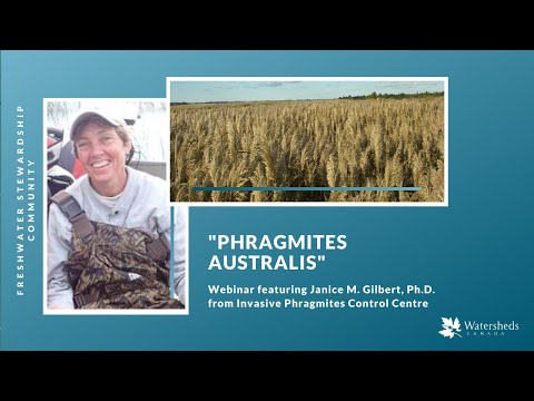 "Phragmites australis: Why we cannot afford to ignore this invasion" webinar with Janice M. Gilbert