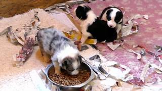 Mafalda's Border Collie -Cachorros 