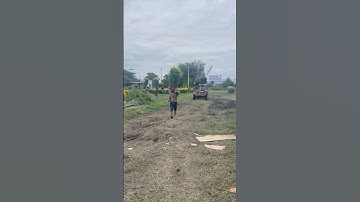 Hoa Cúc Đại Đóa Tết 2025 Ninh Hòa Khánh Hòa TAM SƯ D1M2 1M 85 60 40 Xuất Liên Tỉnh #shorts