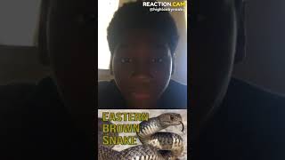 10 Most Dangerous Animals In Australia – REACTION.CAM