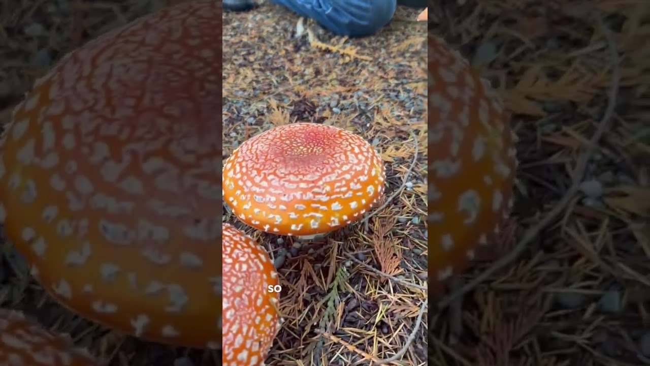 Amanita Muscaria: History, Identification & Safety of Fly Agaric