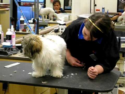 puppy trim petsmart