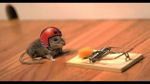 Funny mouse traps !
