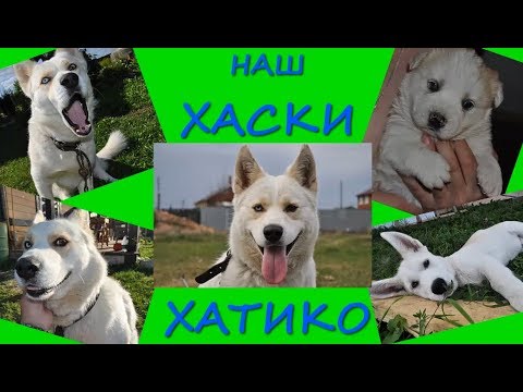 Сибирский Хаски./ Как растет / Глаза цвета Арлекин/Siberian husky