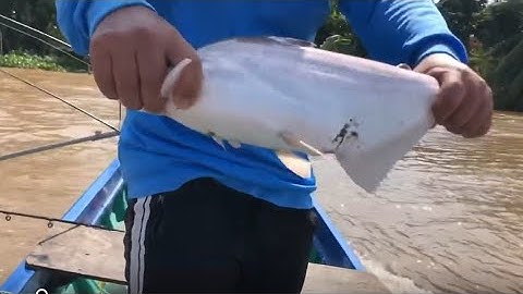 CÂU CÁ TRA SÔNG MEKONG - 4 CẦN THỦ RA QUÂN THẮNG LỢI TUYỆT ĐỐI