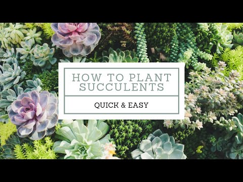 How To Arrange and Plant Succulents | Catherine Arensberg
