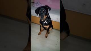 Azarlanmaya Dayanamayıp Ağlayan Rottweiler
