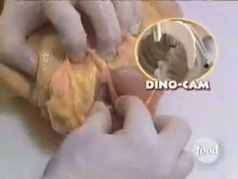 Good Eats Poultry Answer Key