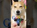 柴犬が違う動物になる瞬間#柴犬#犬#動物
