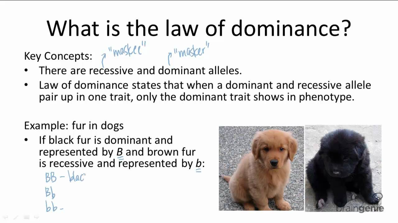 9 2 2 Law Of Dominance Youtube