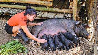 Information 🐷 60 Days Caring for Piglets from Tiny Newborns to Big Healthy Pigs | Diet’s Story Update