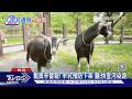 戴奧辛警報! 4公噸嘉南羊乳預防下架 顏宗海:快查污染源｜TVBS新聞 @TVBSNEWS01