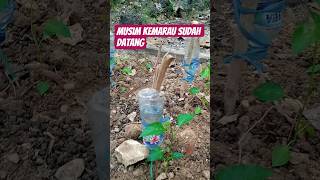 IRIGASI TETES SOLUSI NYA DI SAAT MUSIM KEMARAU TIBA #pertanian #irigasi #irigasitetes #shorts