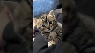 cutecats funny pets funnyanimals cat funnydogs