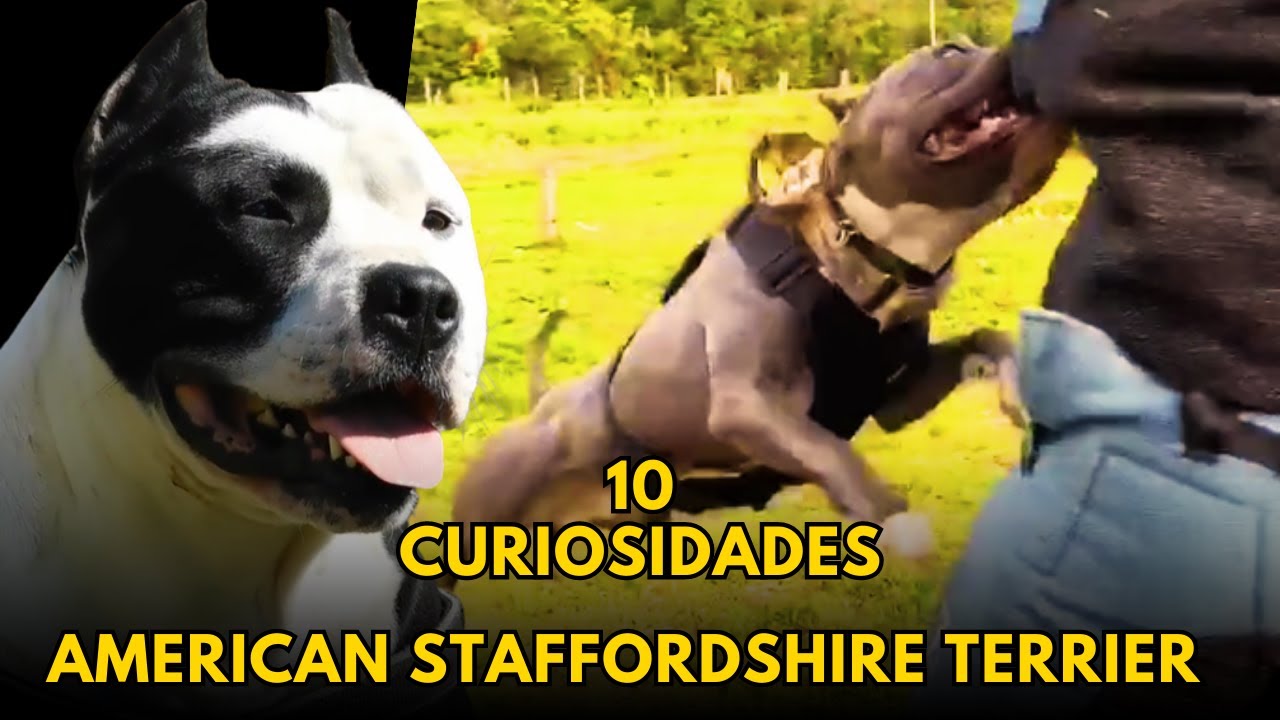 De Guerreros a Compañeros: 10 Datos Increíbles del American Staffordshire Terrier