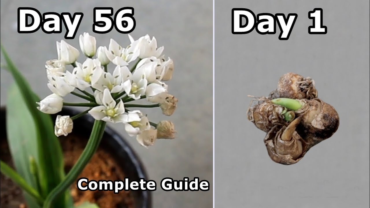 Ornithogalum from Bulbs to Flowering YouTube