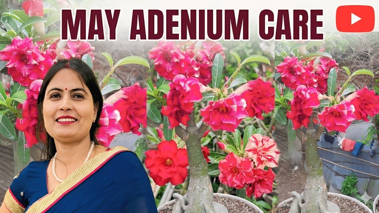 🥵May2026 ADENIUM Complete Care Tips//⛱️मई /गर्मियों में अडेनियम की ...