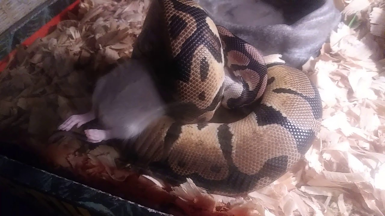 Graphic!!!!!! Python v.s rat - YouTube