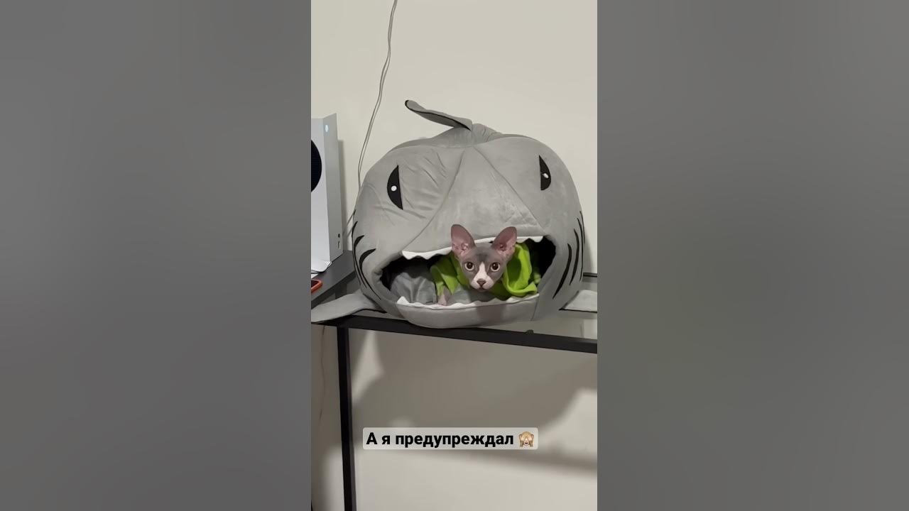 Акула съела кота 😱 - YouTube