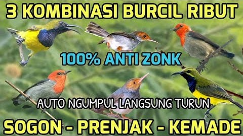 Suara pikat burung keci | Mp3 pikat sogon ribut kombinasi prenjak, kemade | Mp3 yang lagi viral 