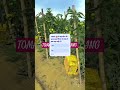 Tomato 🍅 Farming# Agriculture @highlight #most