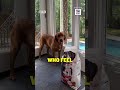 A Day In The Life of Tim Ream's Furry Family Member 🐶
