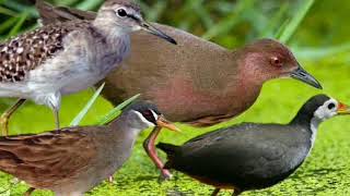 Download lagu Suara Raja Pikat Semua Jenis #burung #sawah Cocok Buat Yang #hobi Mikat Burung L mp3