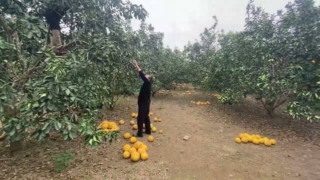 Mùa thu hoạch bưởi của những người làm vườn trên tây bắc...