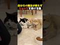 魔法が使えなくていじける猫