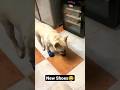 New shoes #shorts #viral #funny #dog