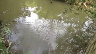 Begini kalau nekat mancing disemak yang terbuka