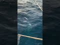 一投で3匹ヒット!?ルアー海釣りで奇跡起きたww
